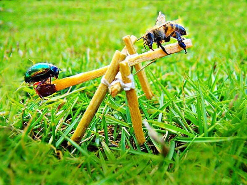Bees on a stick structure