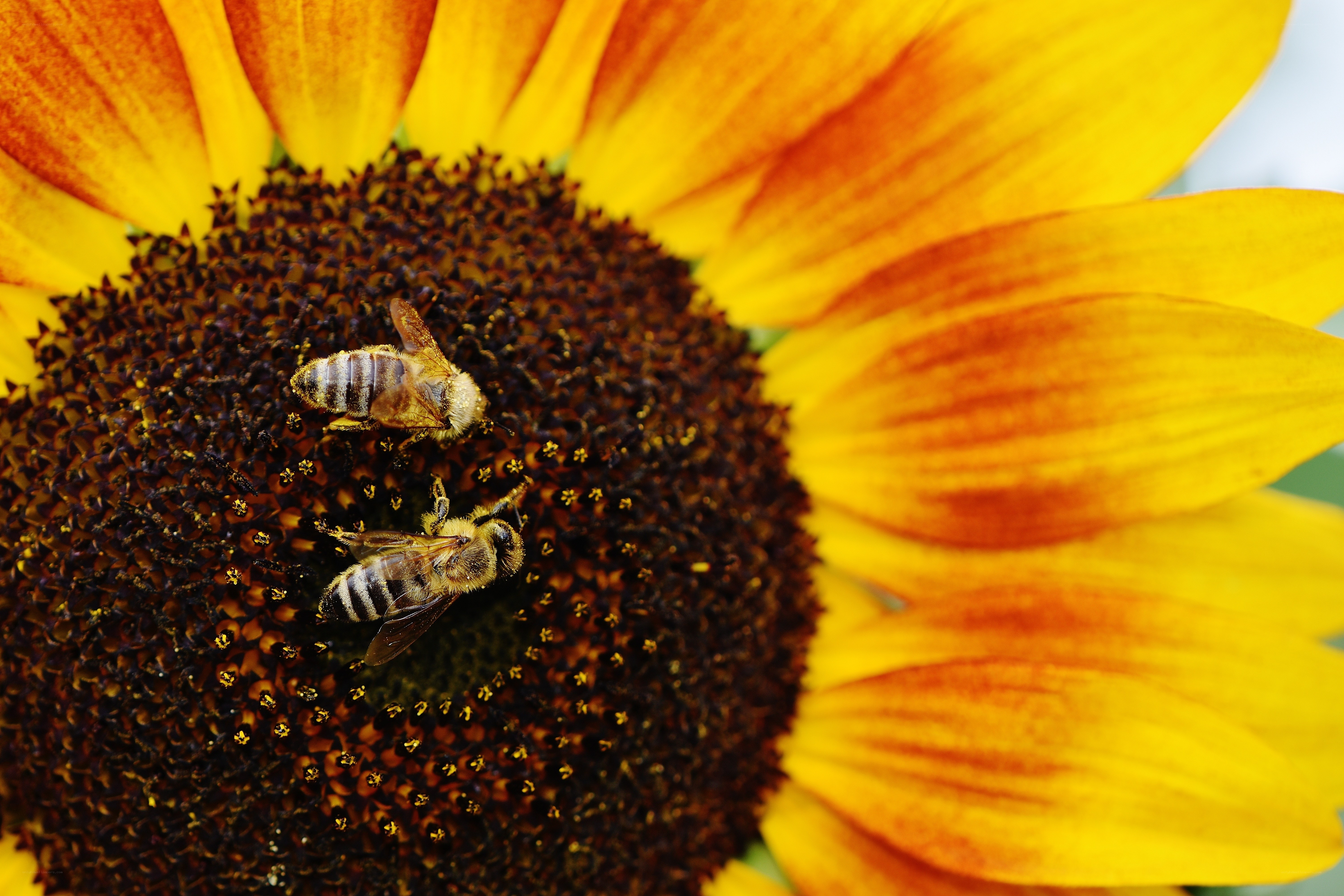 Bees on a sunflower