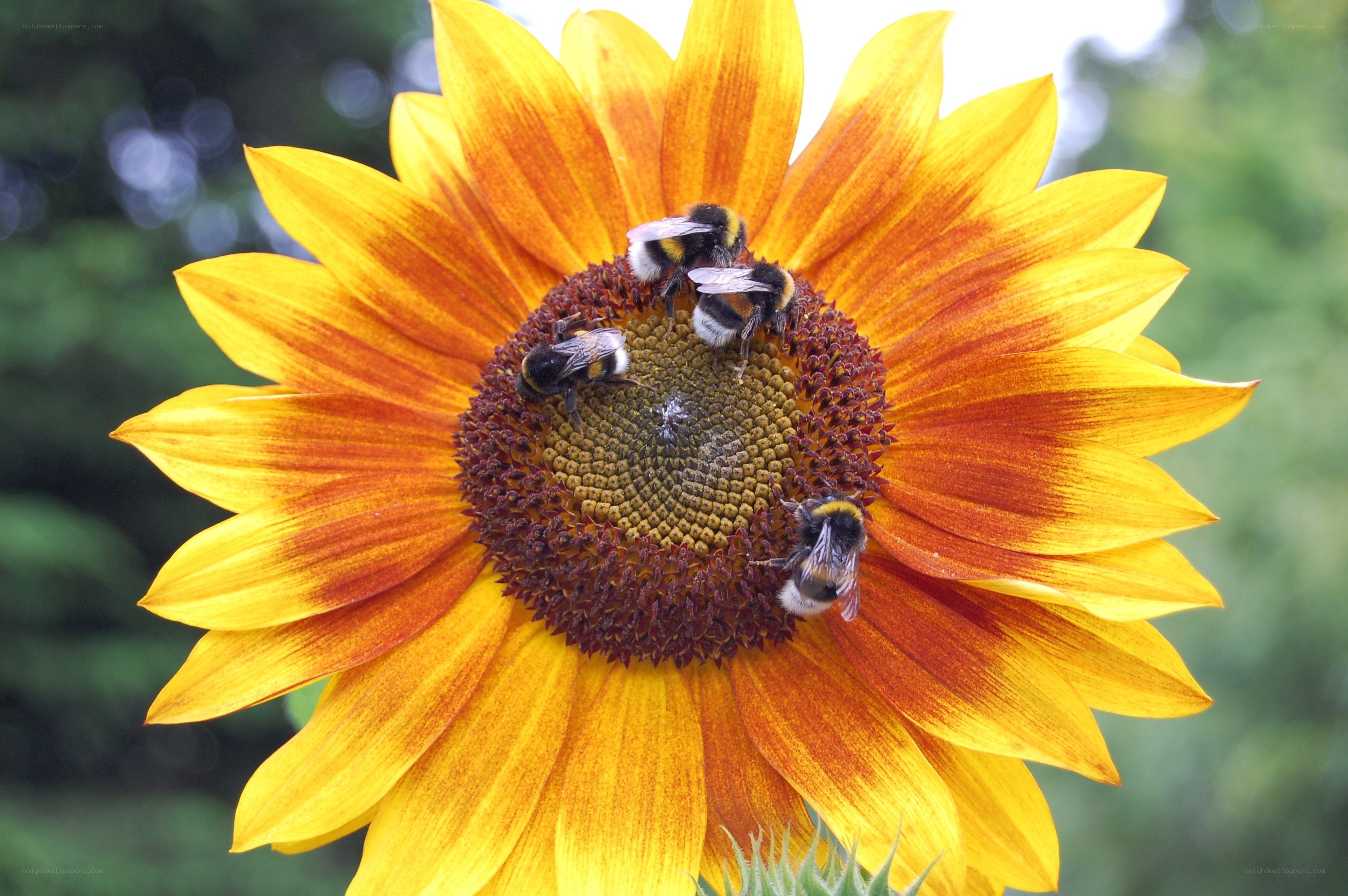 Bees on a sunflower