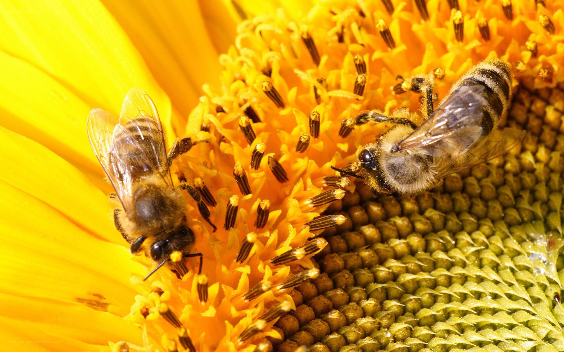 Bees on a sunflower