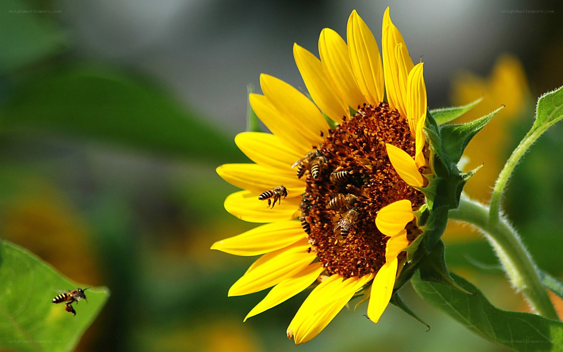 Bees on a sunflower