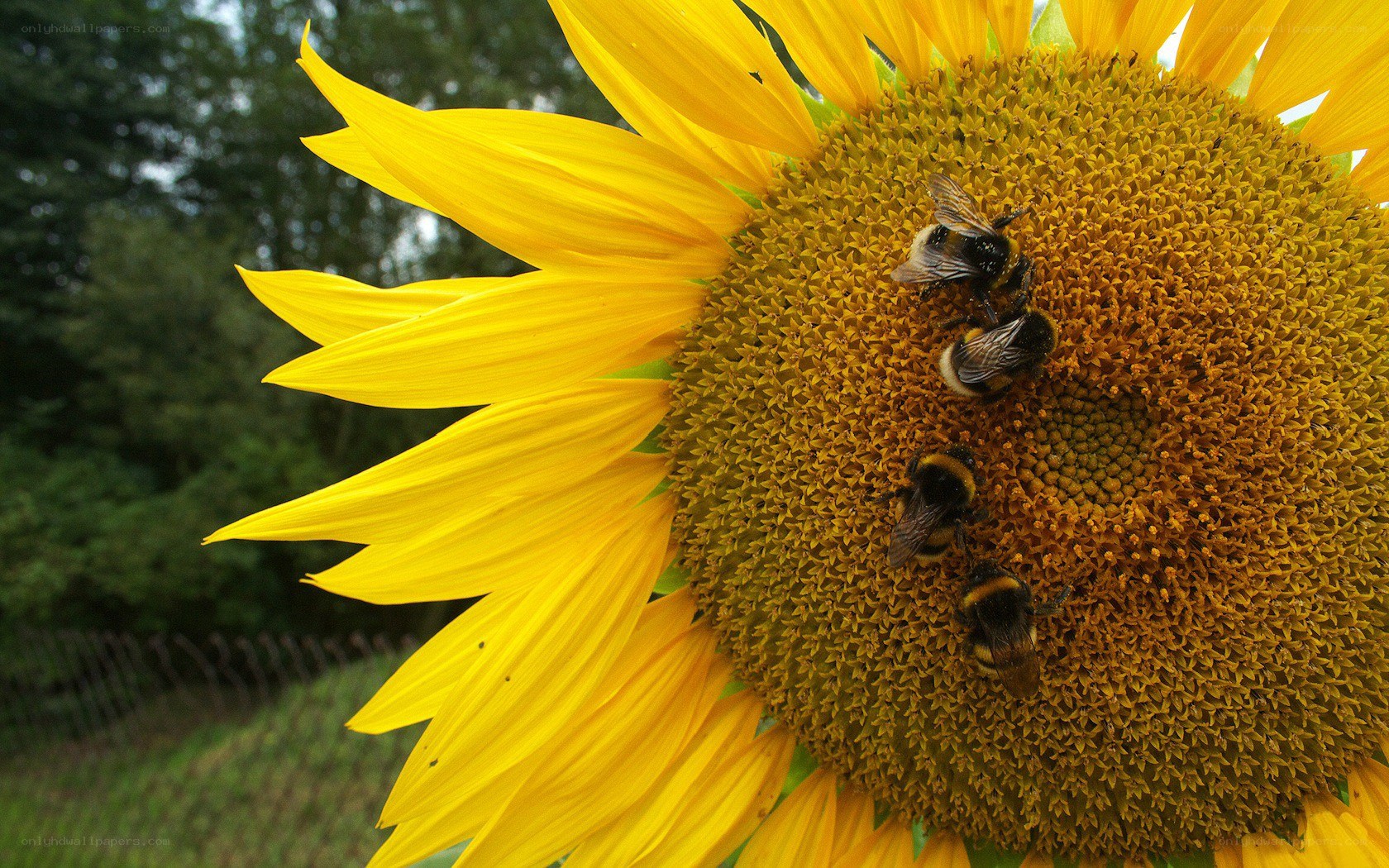 Bees on a sunflower