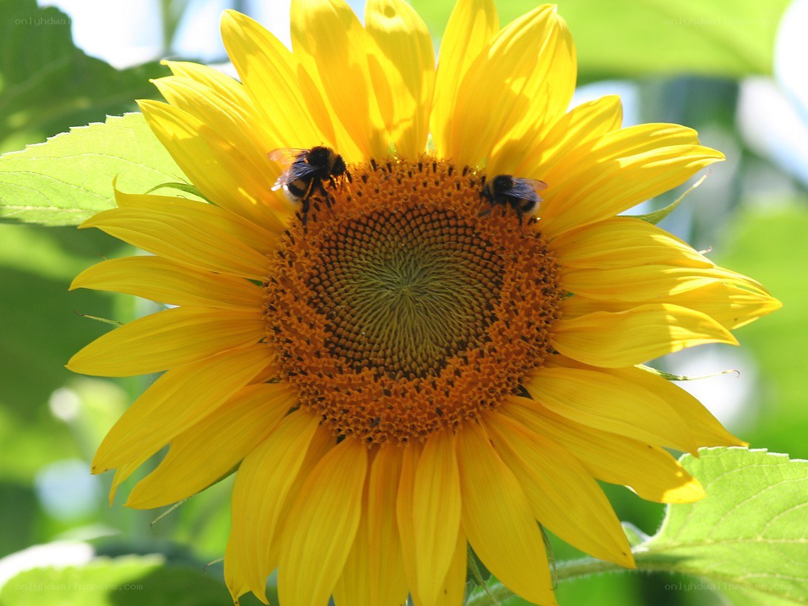Bees on a sunflower