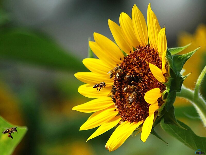 Bees on a sunflower