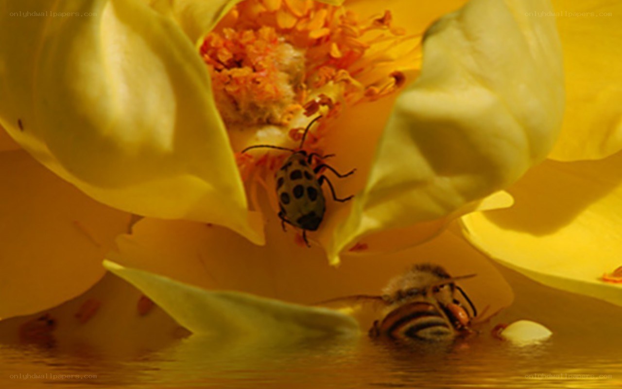 Bees on a yellow flower