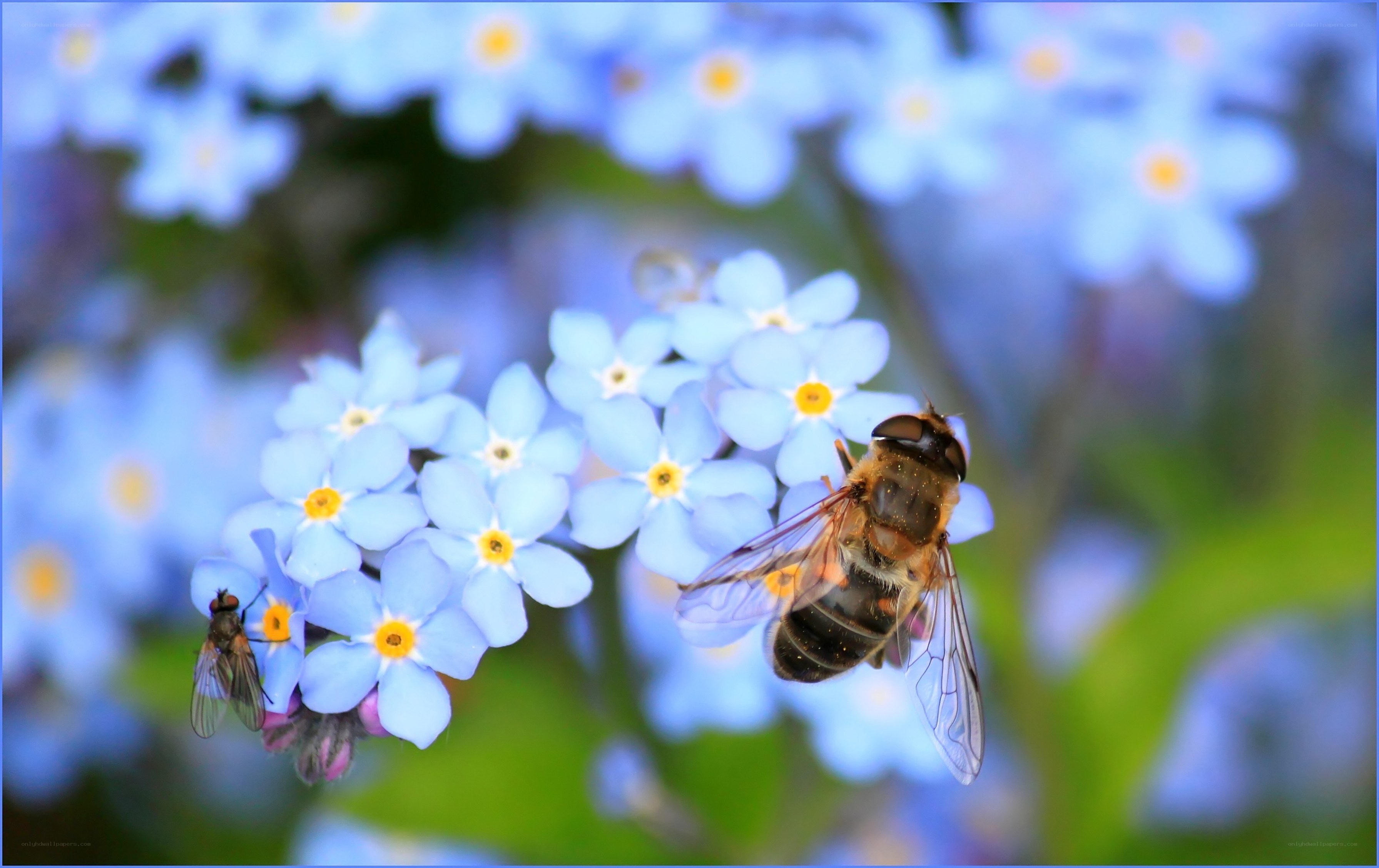 Bees on blue flowers