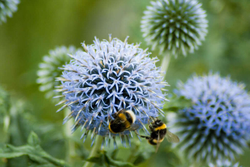 Bees on Blue Thistle