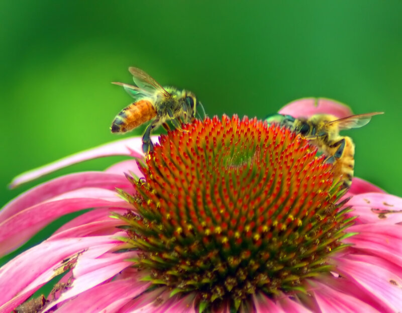 Bees on Coneflower