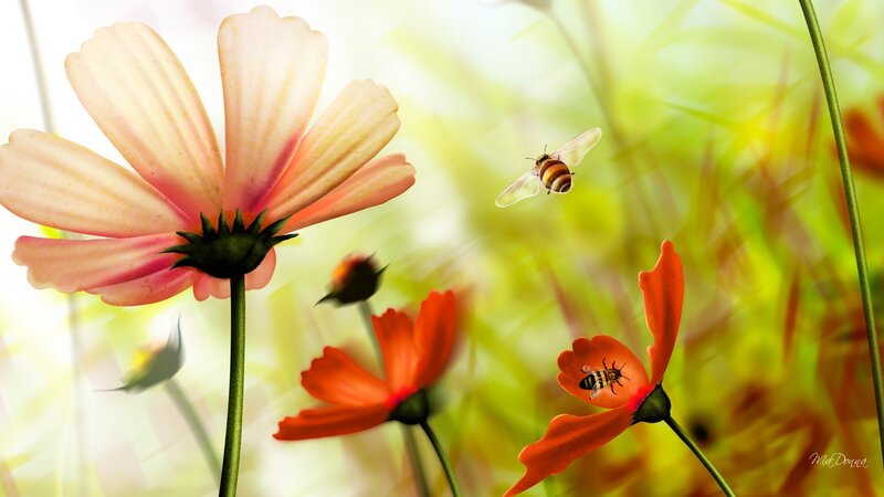 Bees on Cosmos Flowers