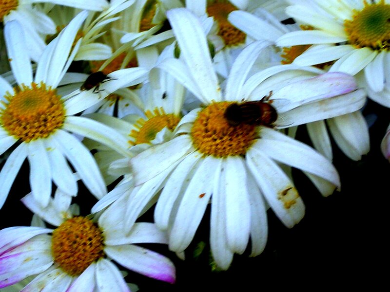 Bees on Daisies