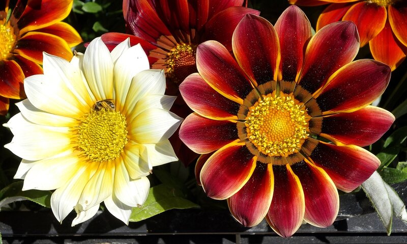 Bees on Daisies — White