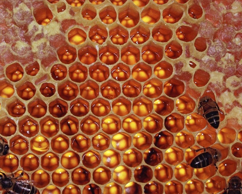 Bees on honeycomb