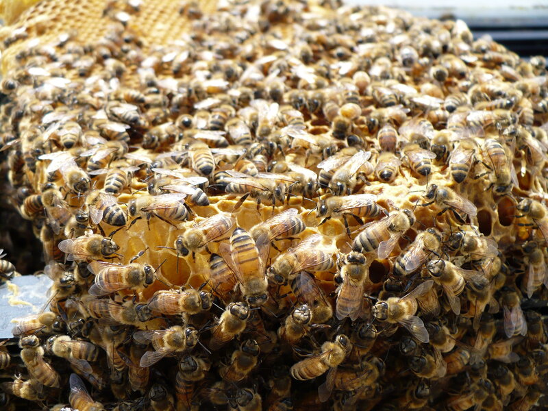 bees on honeycomb