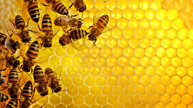 bees on honeycomb