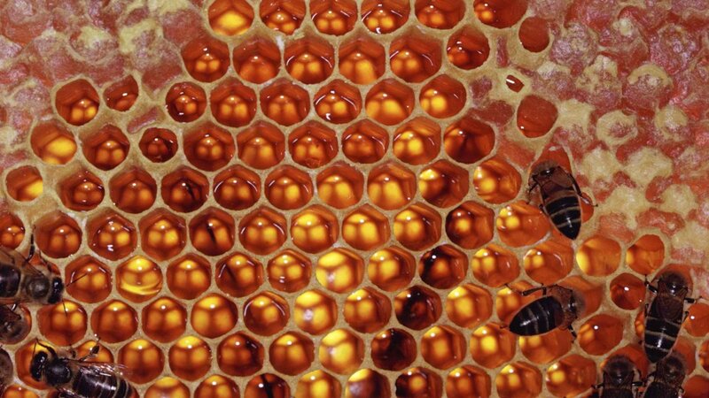 bees on honeycomb