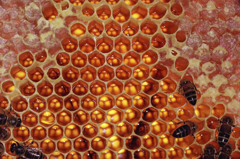 Bees on honeycomb
