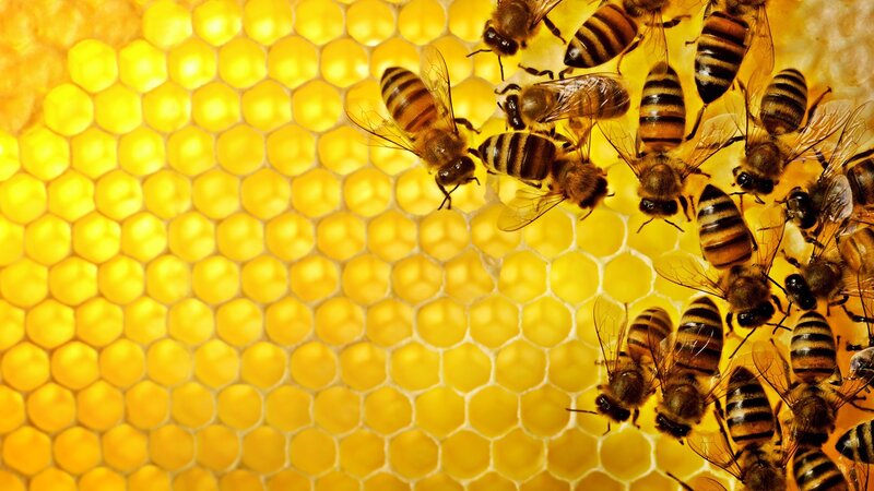 Bees on Honeycomb — Active