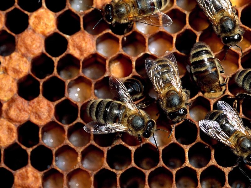 Bees on Honeycomb — Brown, Busy