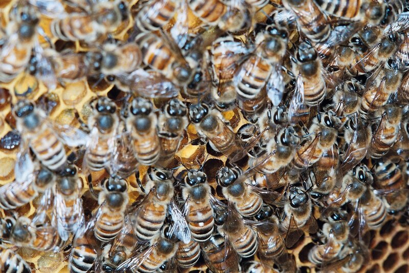 Bees on Honeycomb — Brown