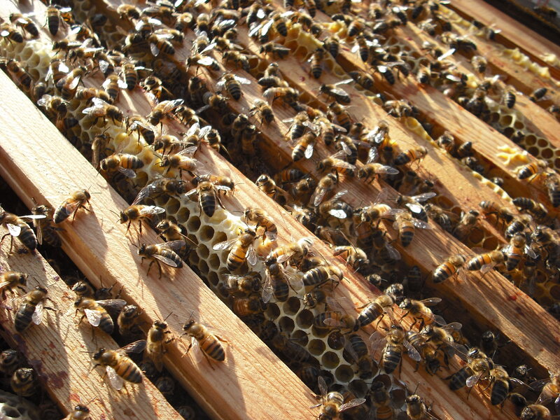 bees on honeycomb frames