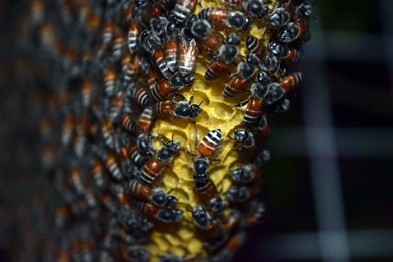 bees on honeycomb structure