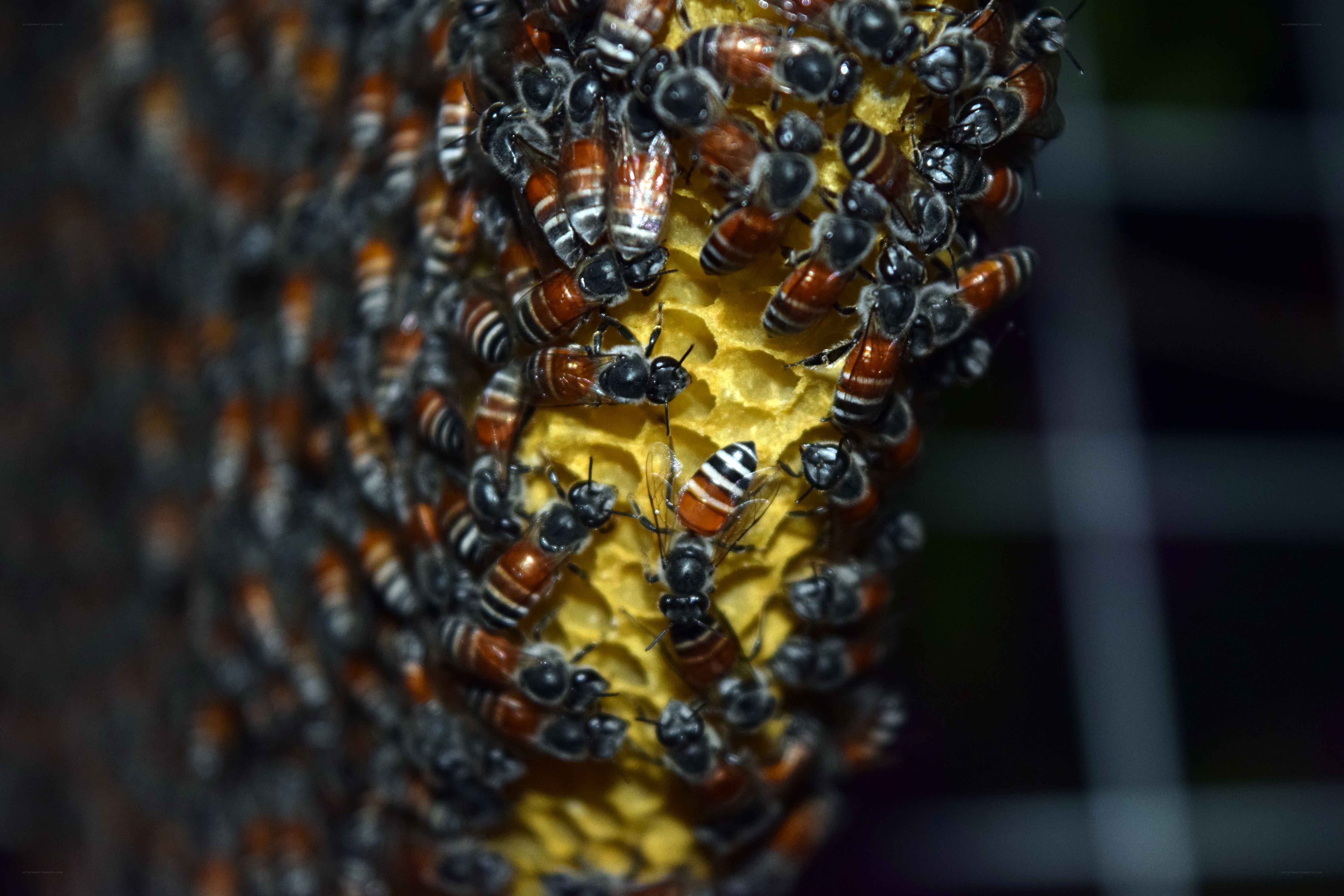 bees on honeycomb structure