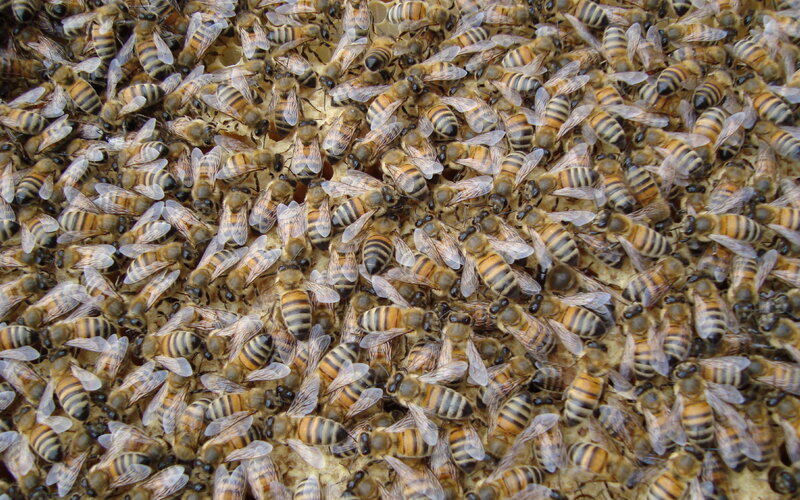 Bees on Honeycomb — Yellow, Active