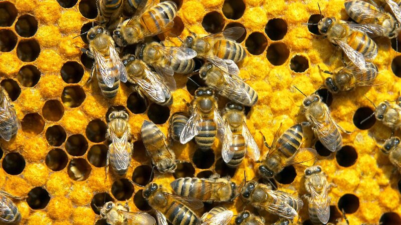 Bees on Honeycomb — Yellow, Busy, Afternoon