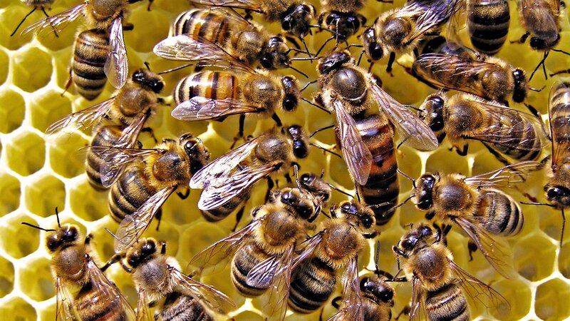 Bees on Honeycomb — Yellow, Busy, Photograph