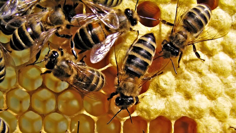 Bees on Honeycomb — Yellow, Busy, Photograph, Wax Cells, Bee Larvae