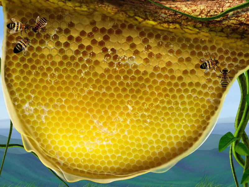 Bees on Honeycomb — Yellow, Calm, Afternoon