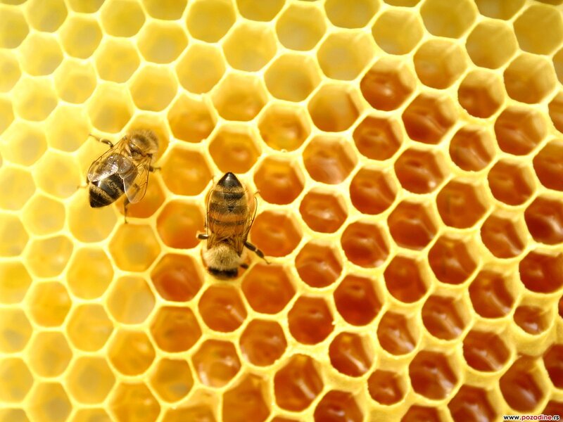 Bees on Honeycomb — Yellow, Calm
