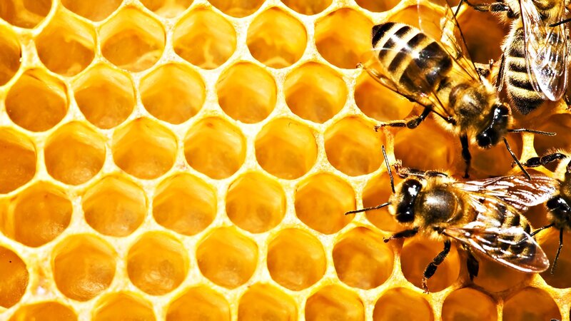 Bees on Honeycomb — Yellow, Natural, Photograph