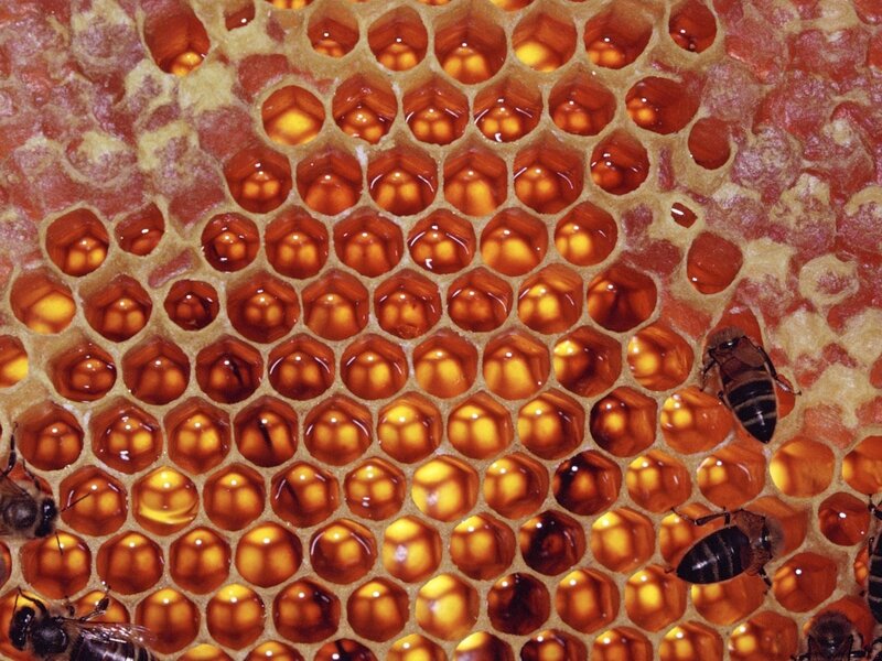 Bees on Honeycomb — Yellow, Natural