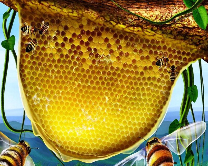 Bees on Honeycomb — Yellow, Serene