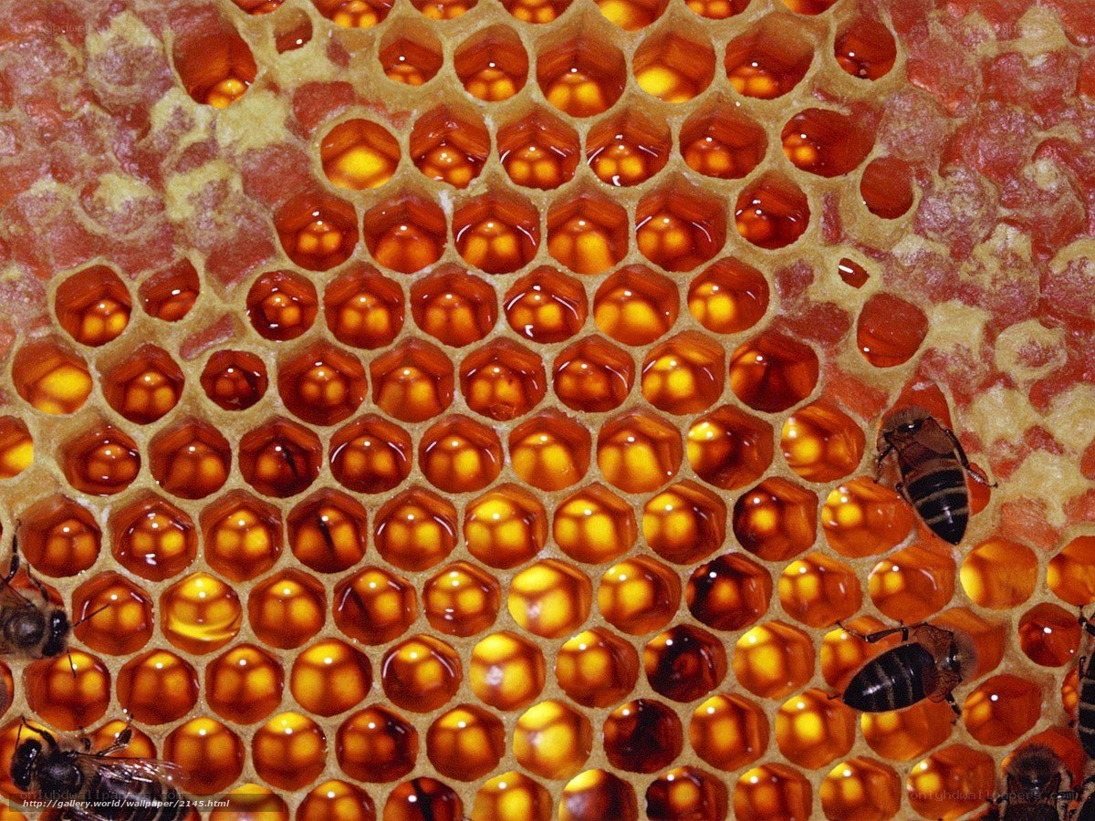 Bees on honeycomb