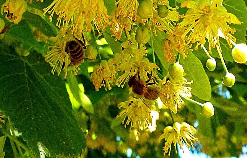 Bees on Linden Flowers