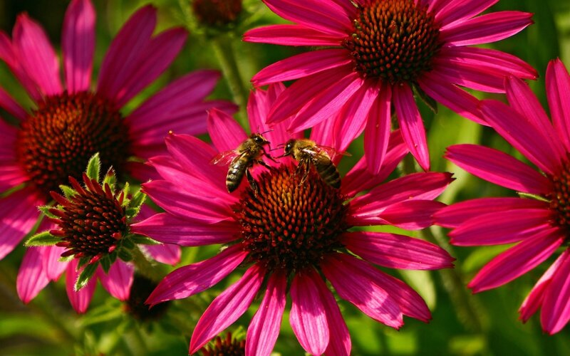 Bees on pink coneflower