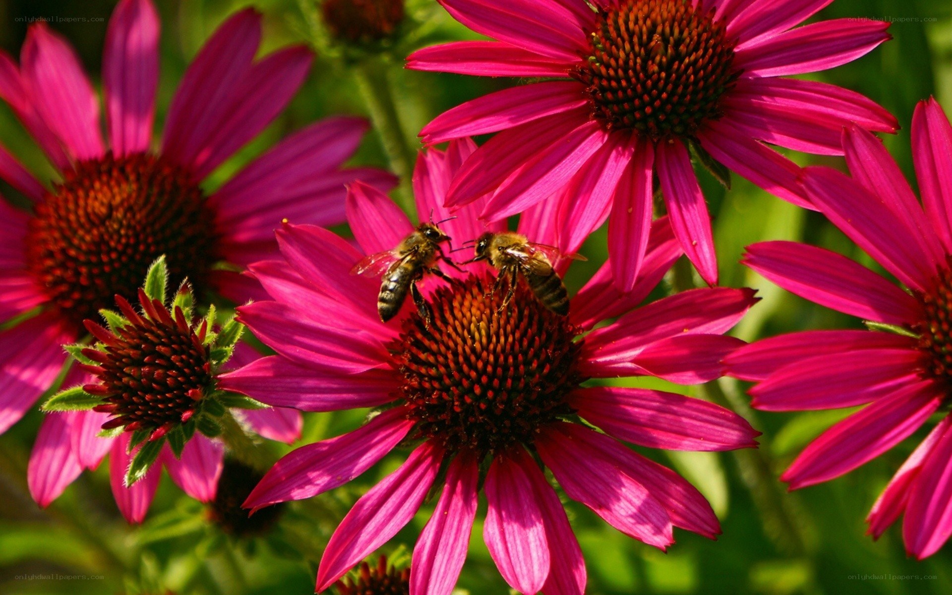 Bees on pink coneflower