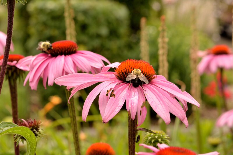 Bees on Pink Coneflowers