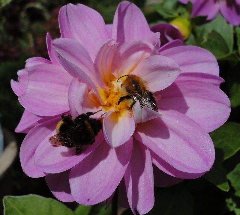 Bees on Pink Flower