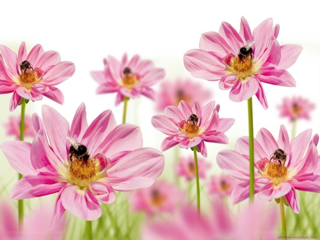 Bees on pink flowers