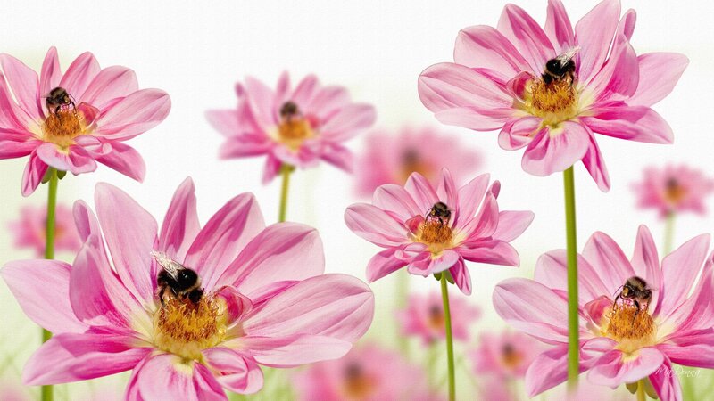 Bees on Pink Flowers — Calm