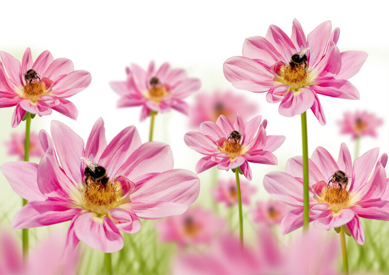 Bees on Pink Flowers — Serene, Spring, Photograph