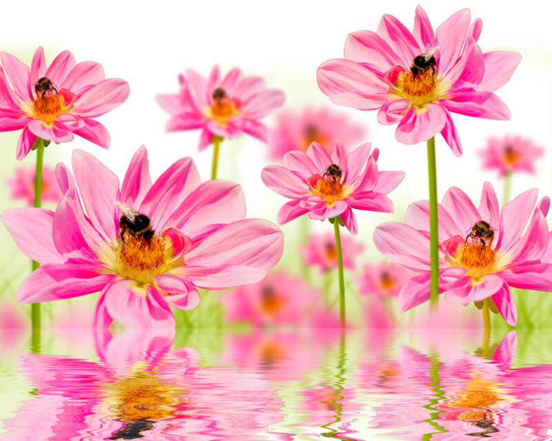 Bees on Pink Flowers — Serene, Spring