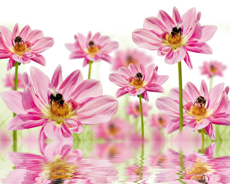 Bees on Pink Flowers — Serene