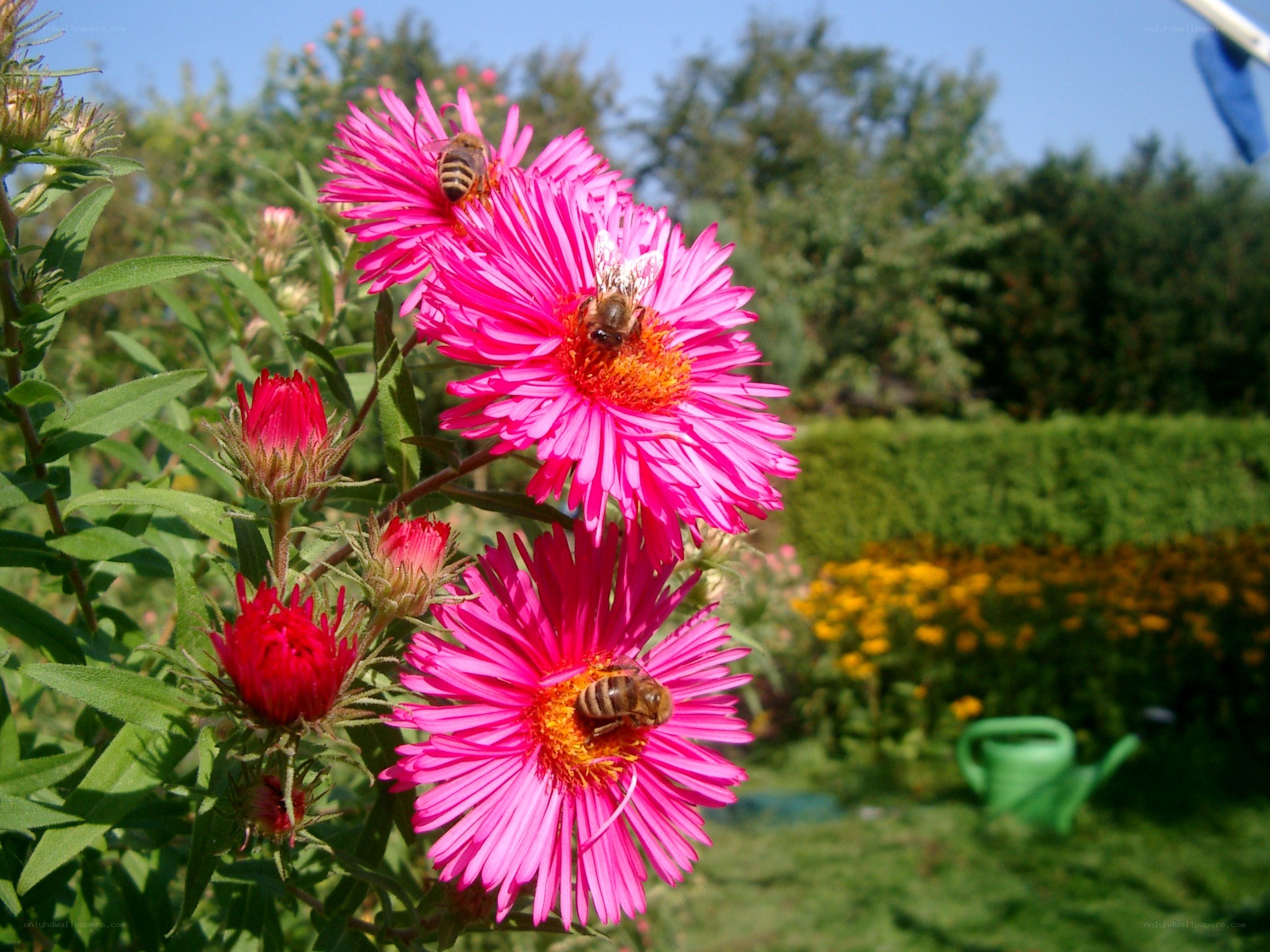 Bees on pink flowers