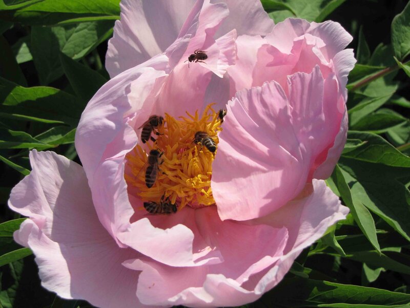 Bees on Pink Peony