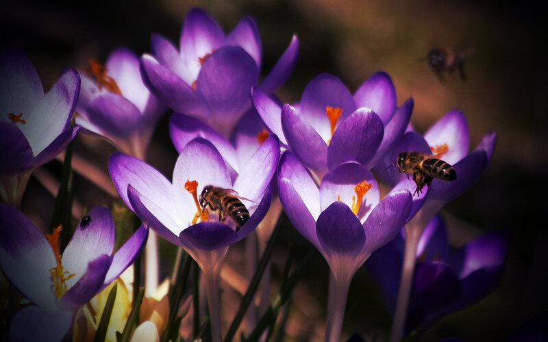 Bees on Purple Crocuses