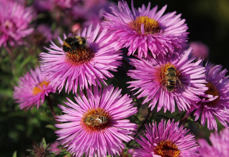 Bees on Purple Flowers — Calm